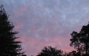 Blushing Dawn (photo: Kathy Loh)