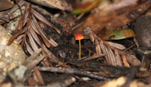 Pin-sized mushroom copyright (c) April 2010, Kathy J Loh 